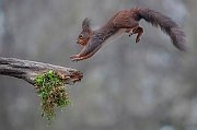 Tommi-Massimo-050842-Squirrel-Jump-On-2022