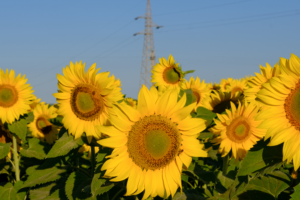 102_GCC0728.jpg