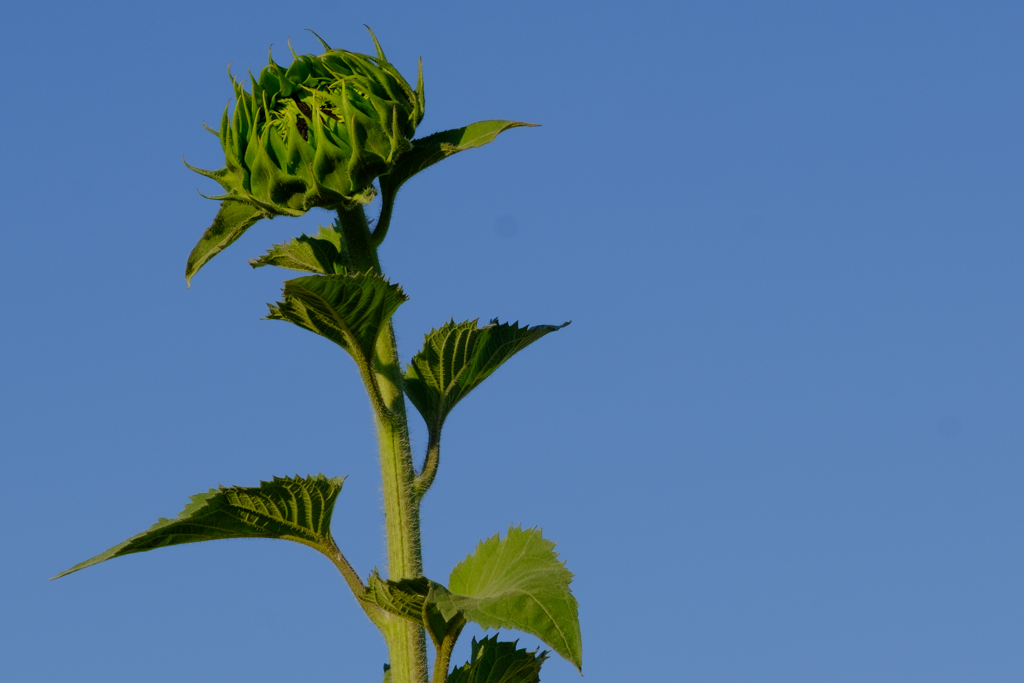 104_GCC0730.jpg