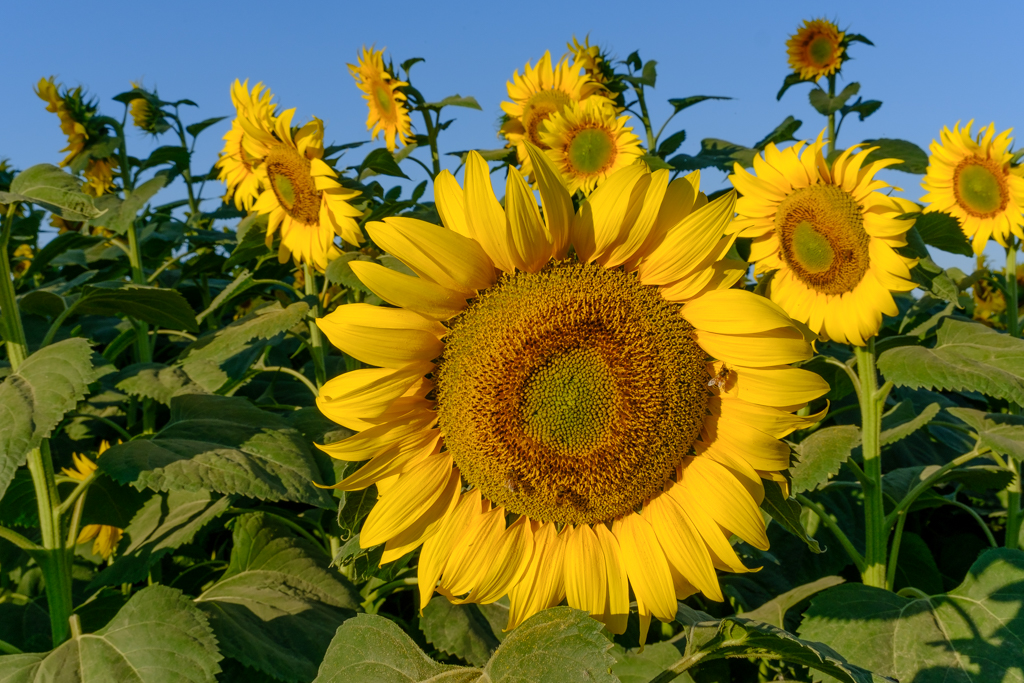 106_GCC0734.jpg