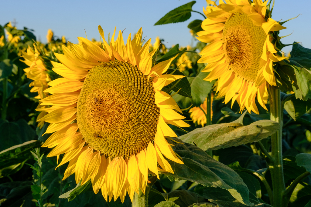 109_GCC0701.jpg
