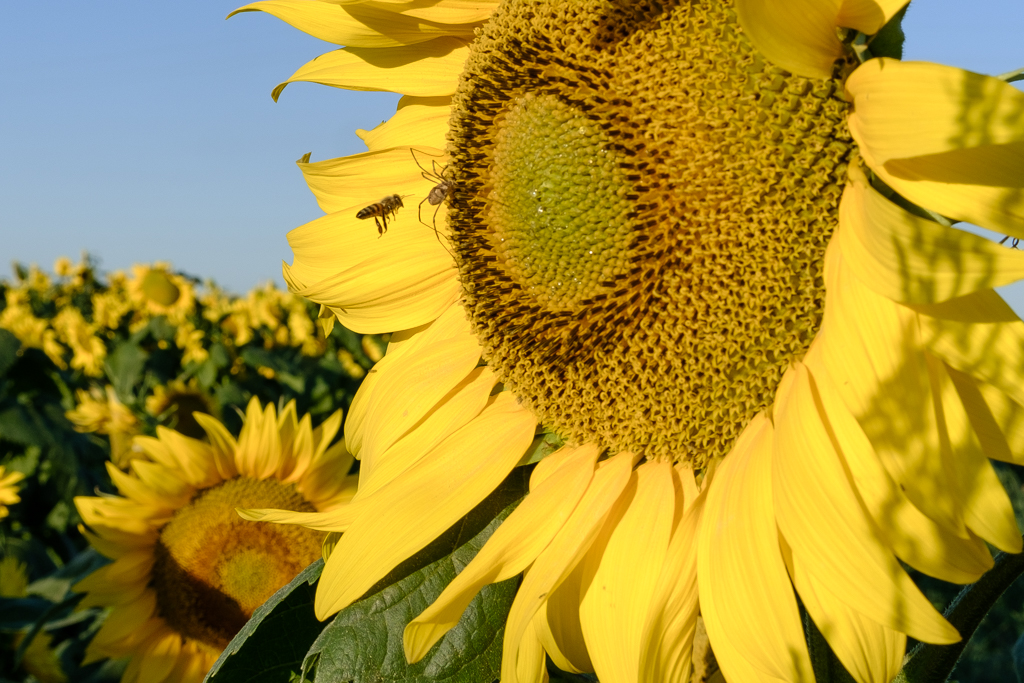 110_GCC0703.jpg