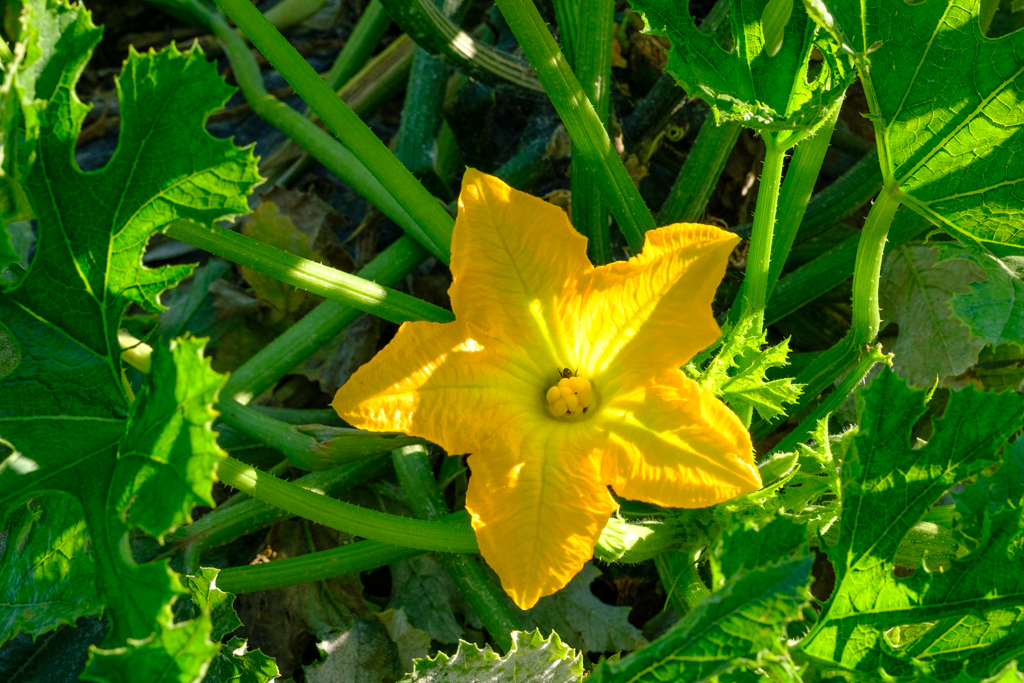 115_GCC0797.jpg