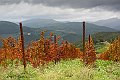 17_SC06625ab