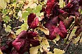 20_DSC3320