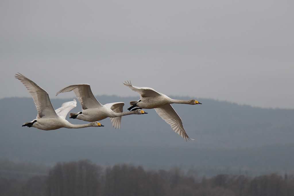 Swans115.JPG