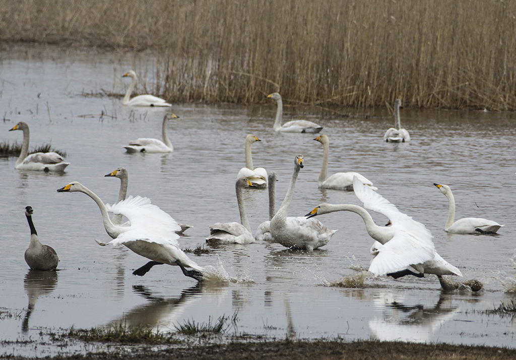 Swans118.JPG
