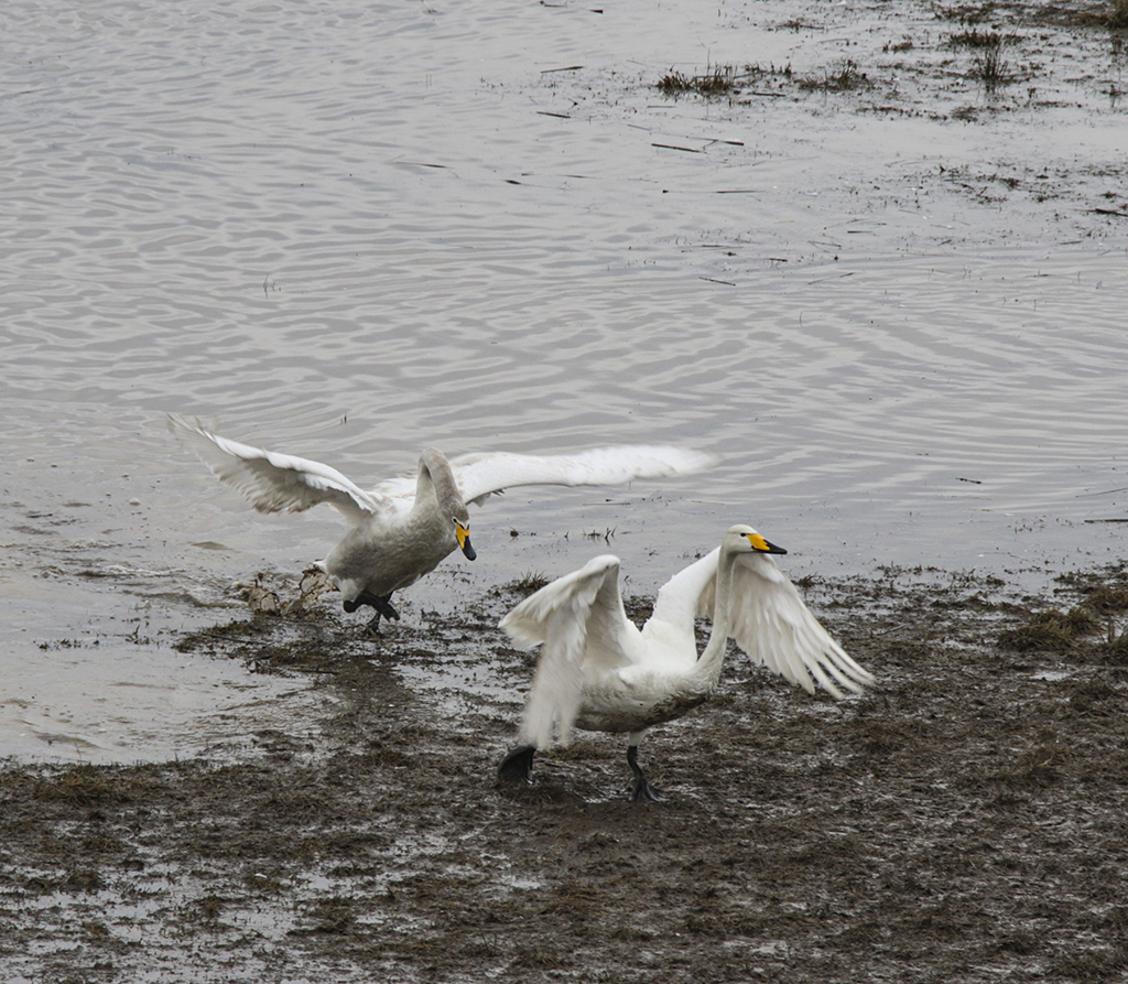 Swans119.JPG