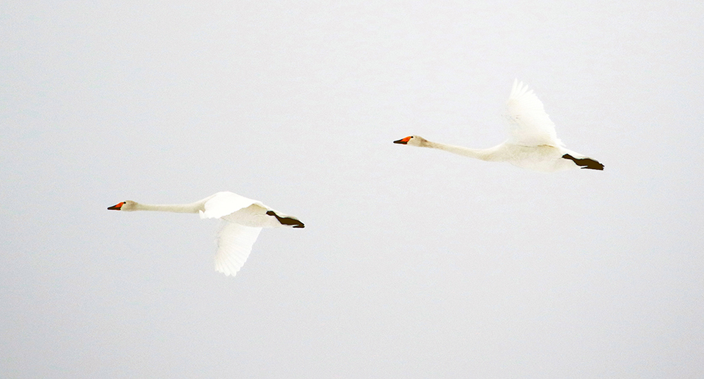 Swans31.JPG