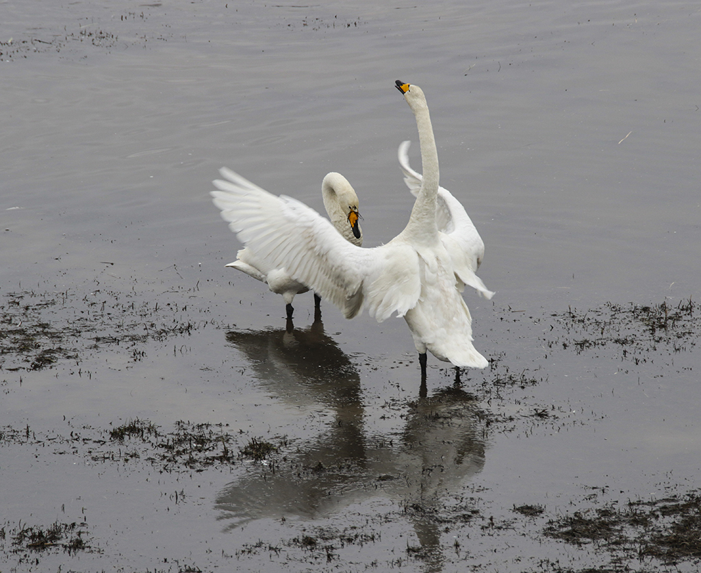 Swans33.JPG