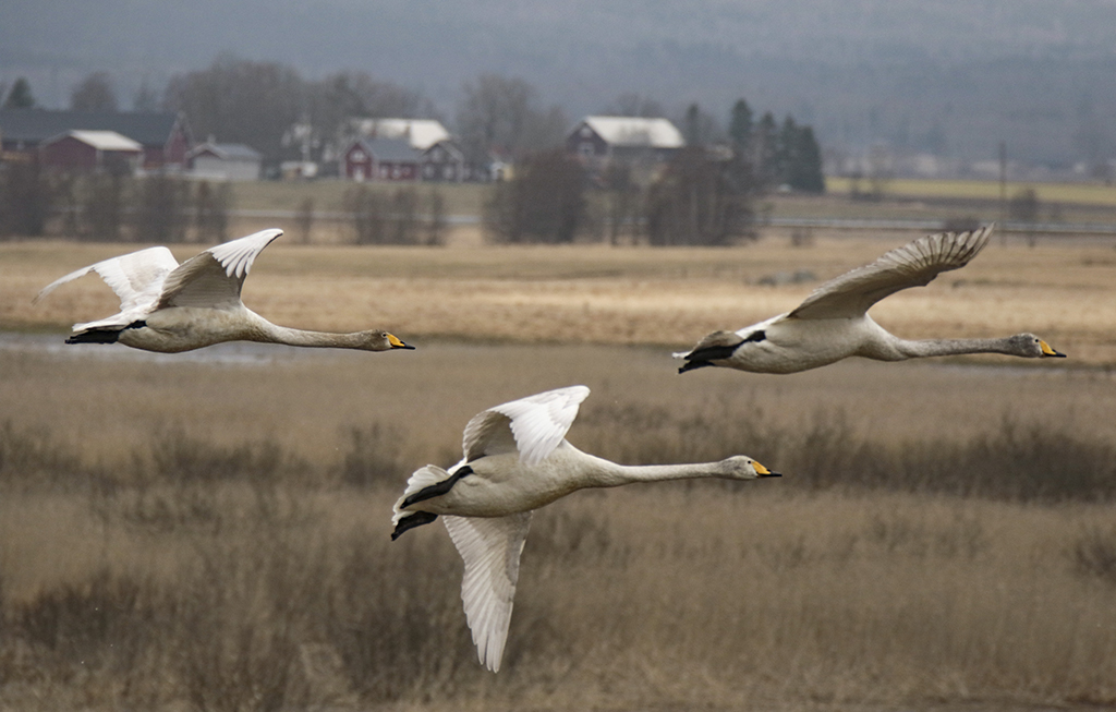 Swans35.JPG