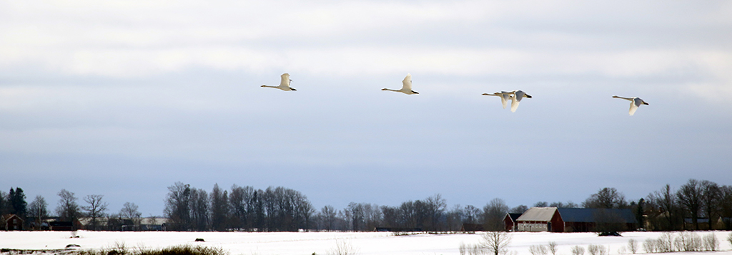 Swans37.JPG