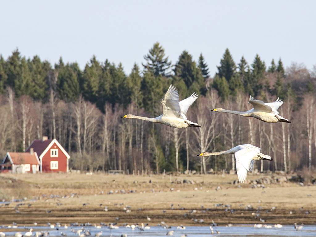 Swans39.JPG