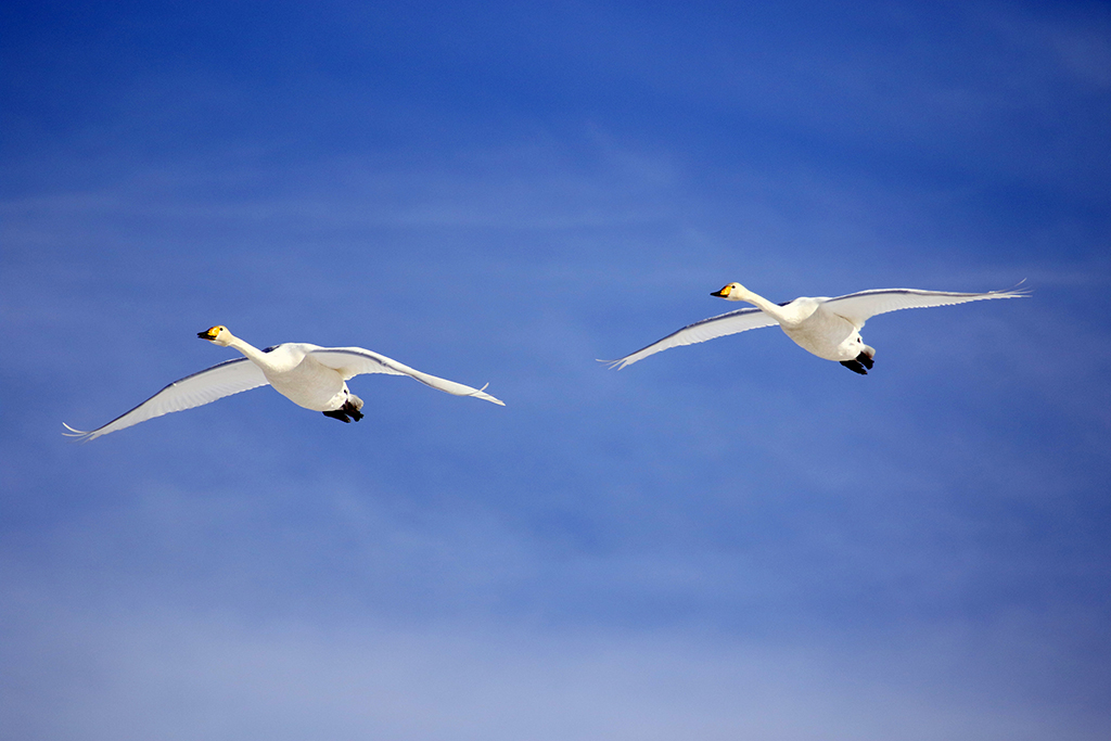 Swans45.JPG