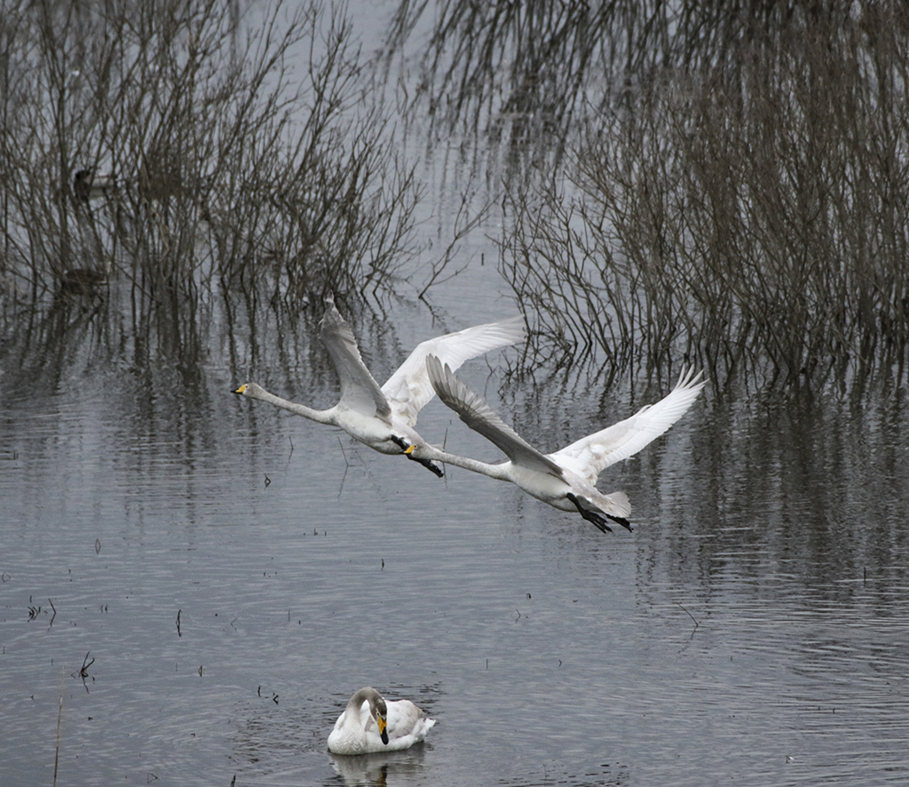 Swans47.JPG