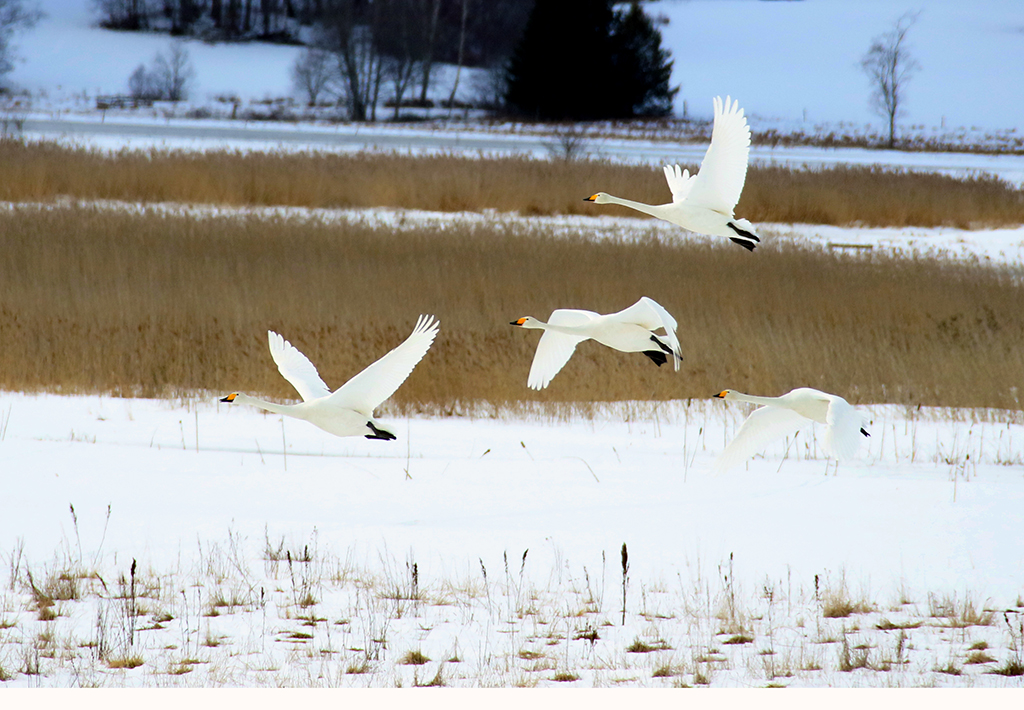 Swans48.JPG
