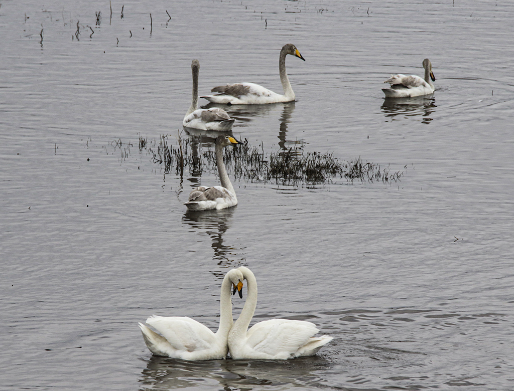 Swans55.JPG