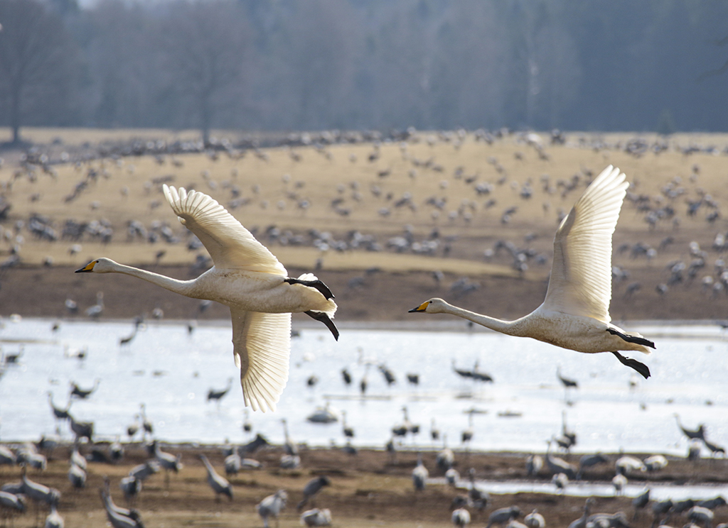 Swans72.JPG