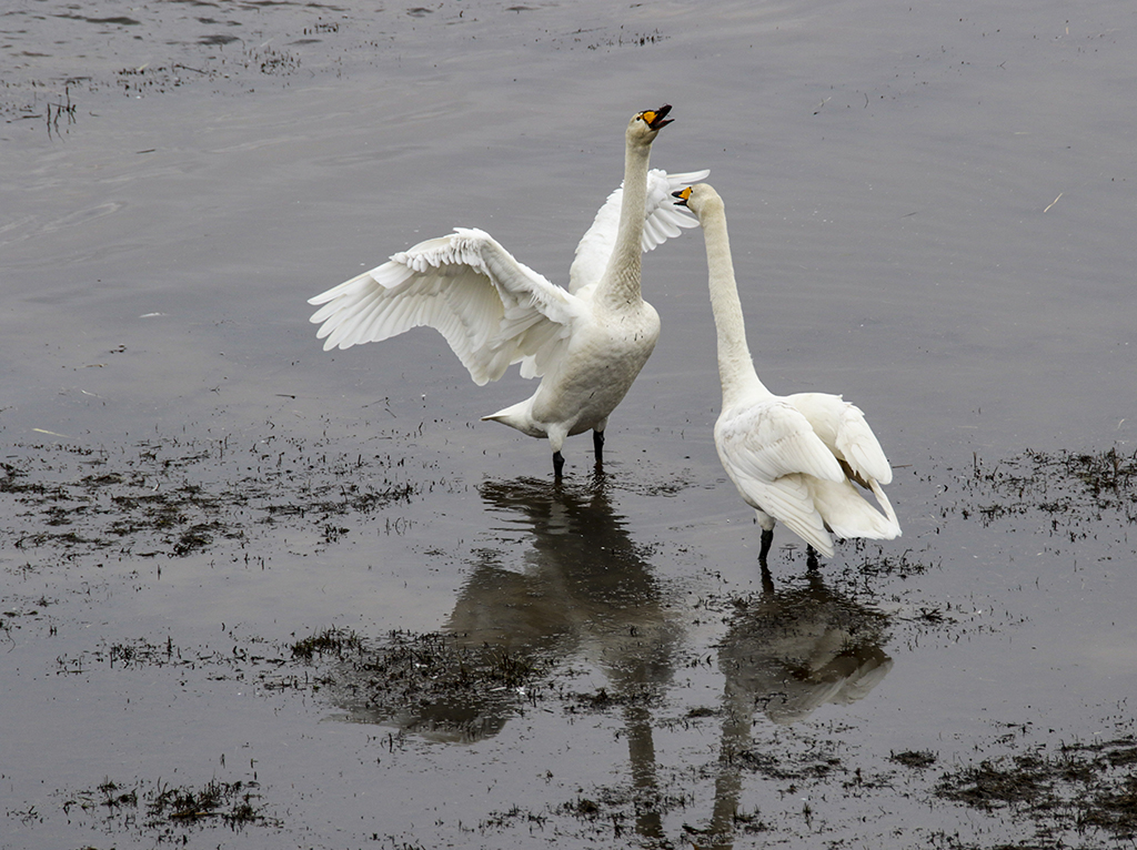 Swans77.JPG