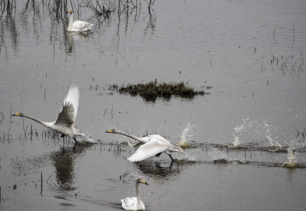 Swans78.JPG