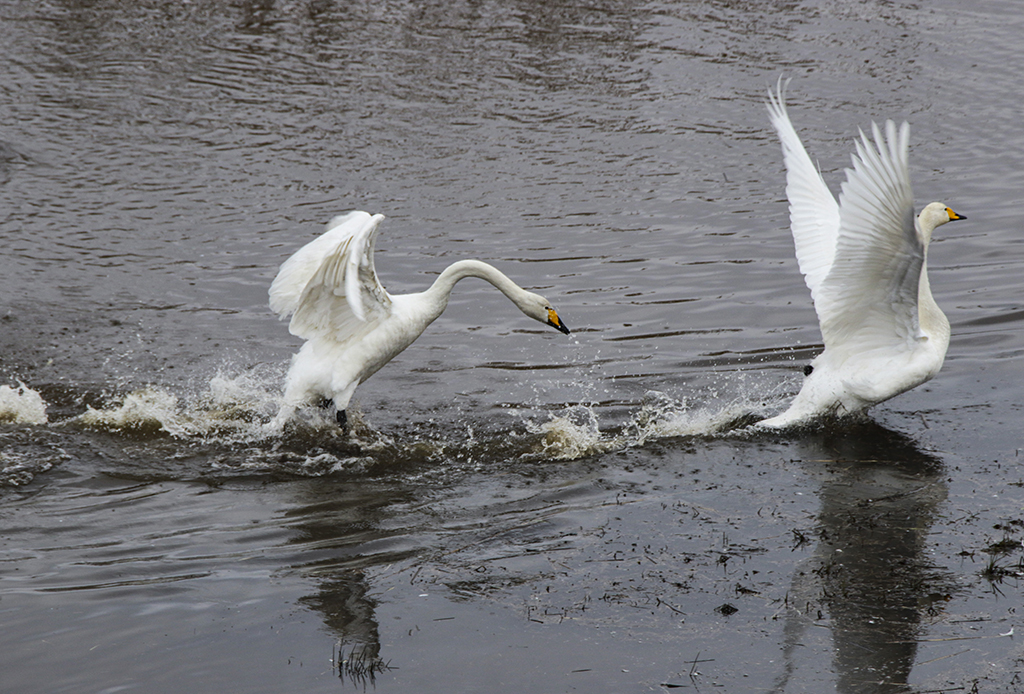 Swans88.JPG