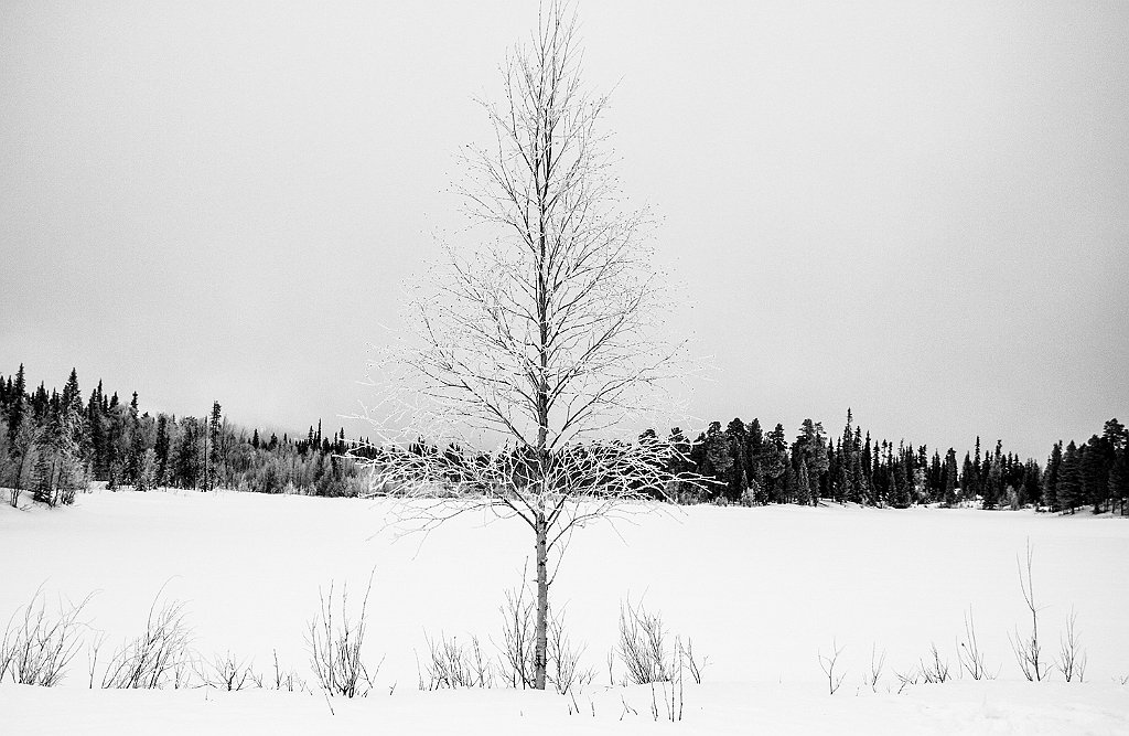 Trees44.JPG
