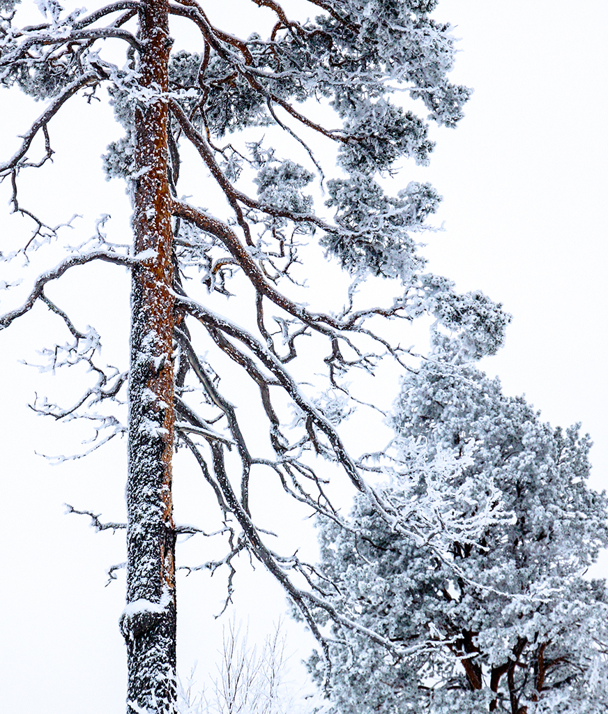 Trees63.JPG