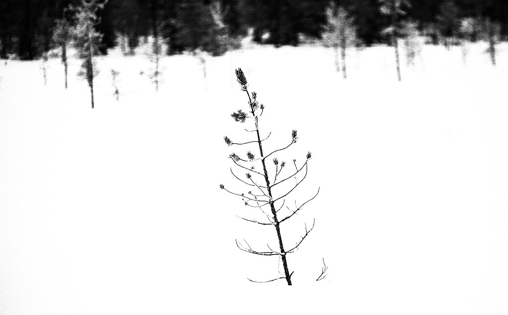 Woods77.JPG