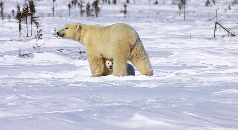 Plarbears26.JPG