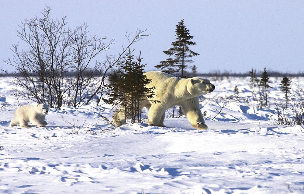 PolaeBears16.JPG