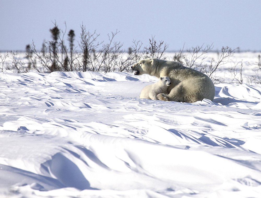 PolarBears21.JPG