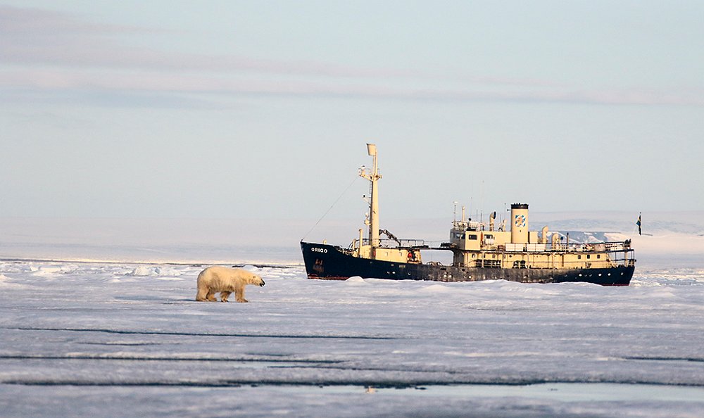 PolarBears40.JPG