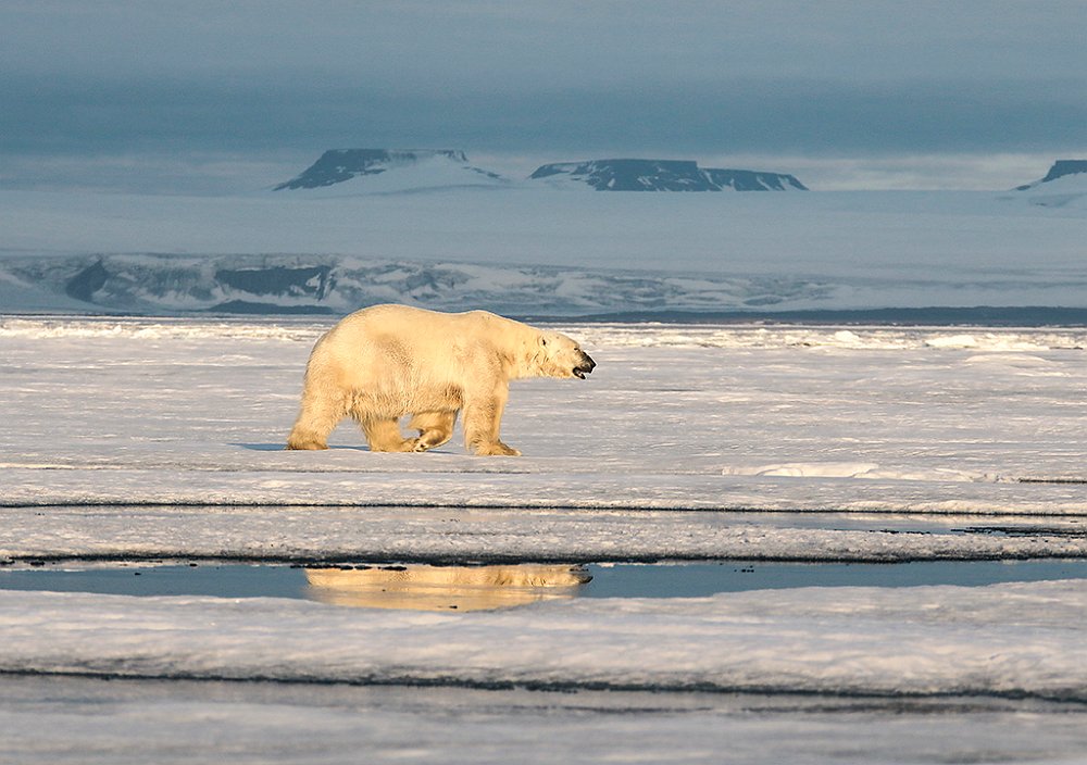 Polarbear41.JPG