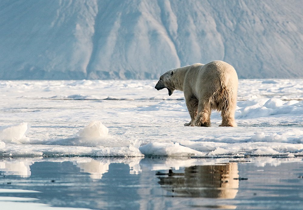Polarbear43.JPG