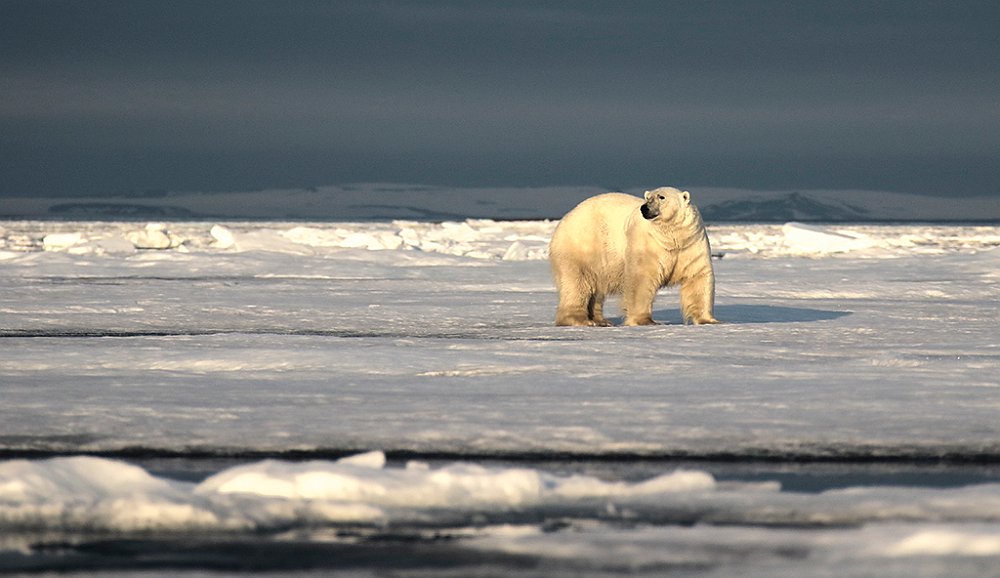 Polarbear44.JPG