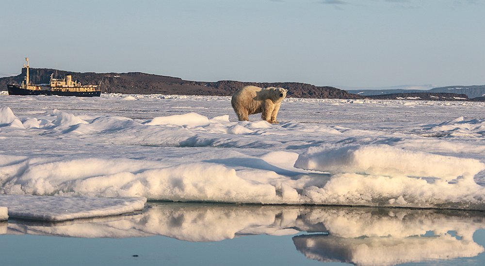 Polarbear45.JPG