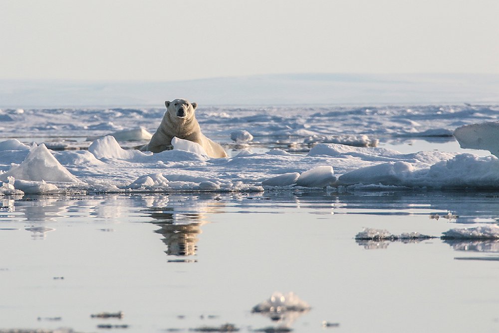 Polarbear47.JPG