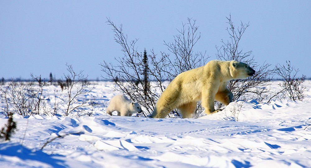 Polarbears18.JPG