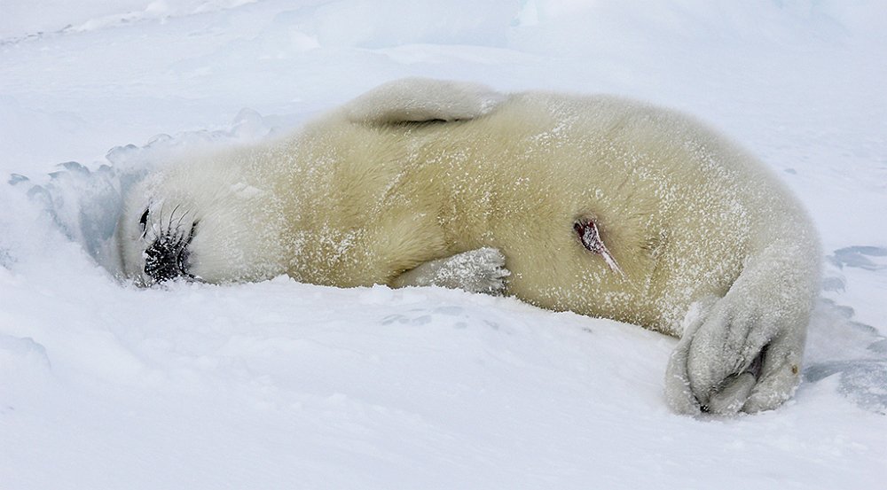 Harpseal124.JPG