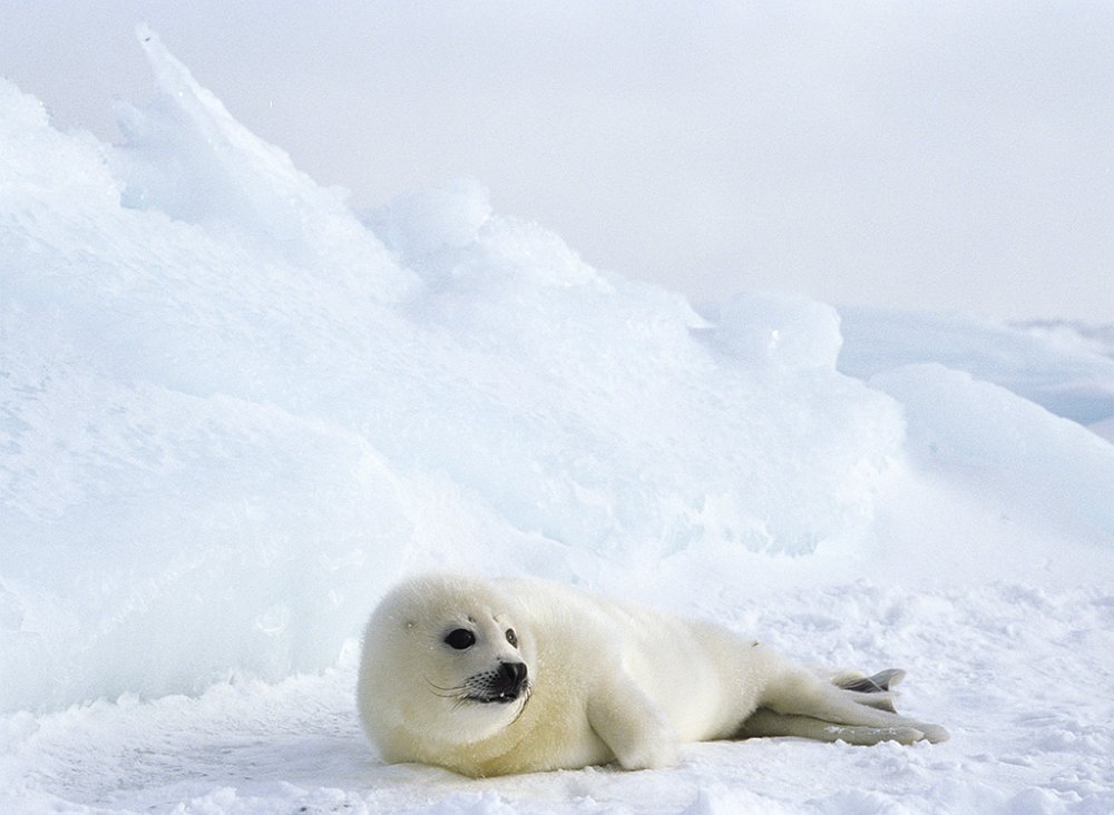 Harpseal143.jpg