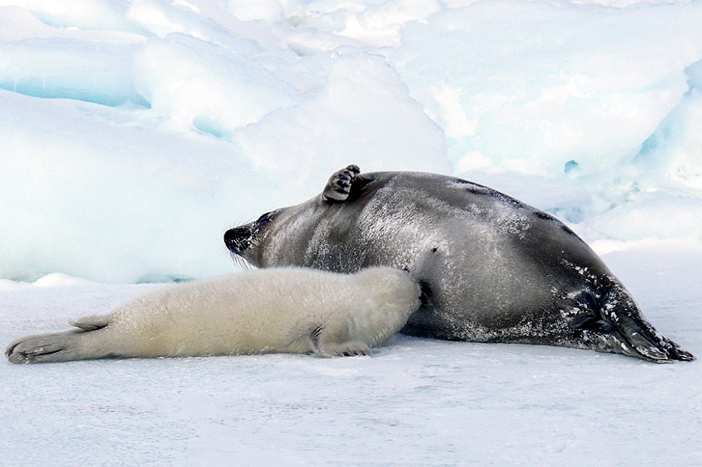 Harpseals102.JPG
