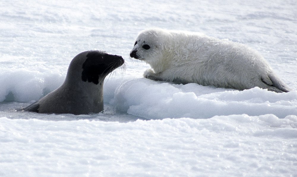 Harpseals111.jpg