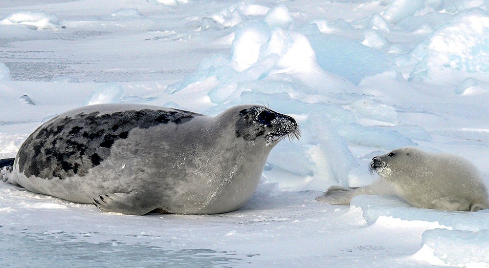 Harpseals116.JPG