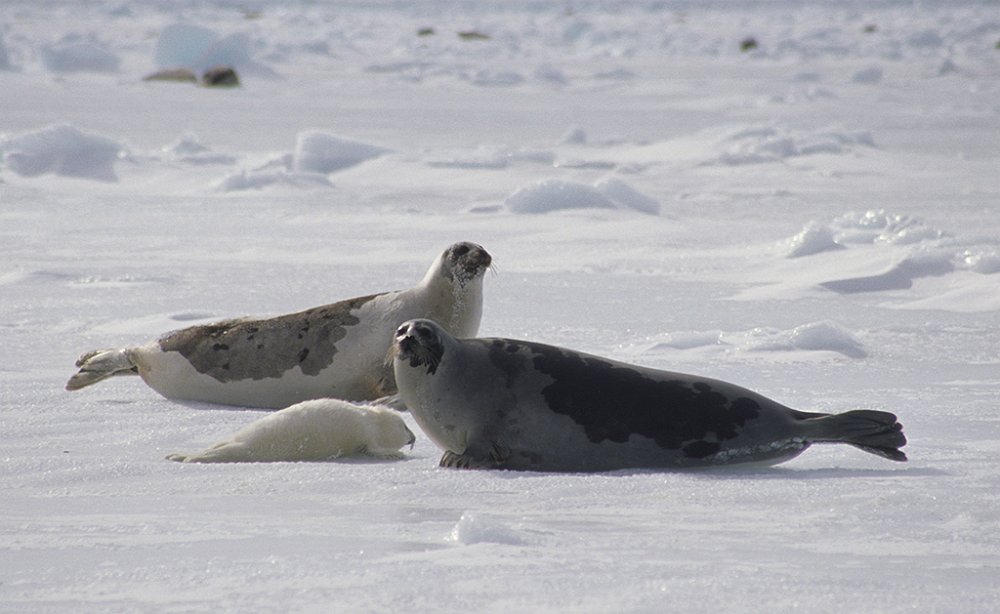 Harpseals134.jpg