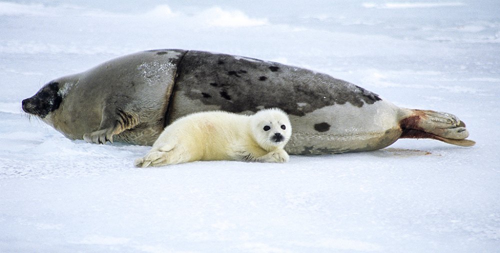 Harpseals139.jpg