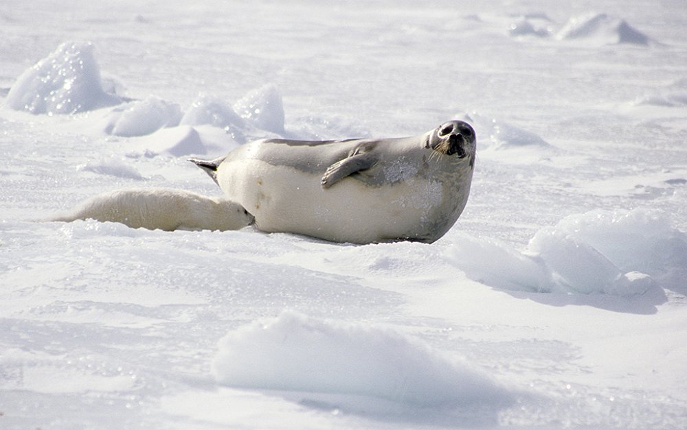 Harpseals141.jpg