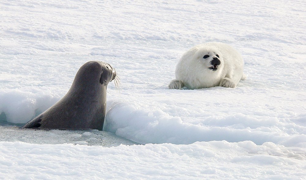 Harpseals144.JPG