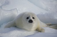 FOCA