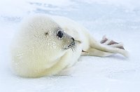 Harpseal106