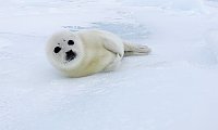 Harpseal121